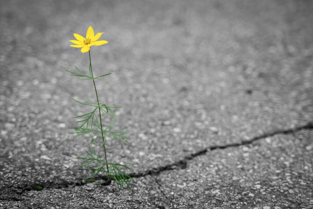 Yellow flower grows from crack in pavement.